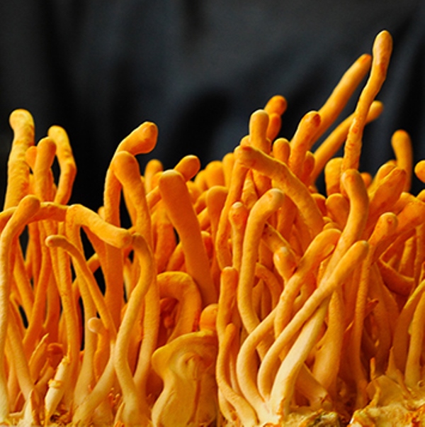 d94097cd2e000f9e7c4511dc077b8244